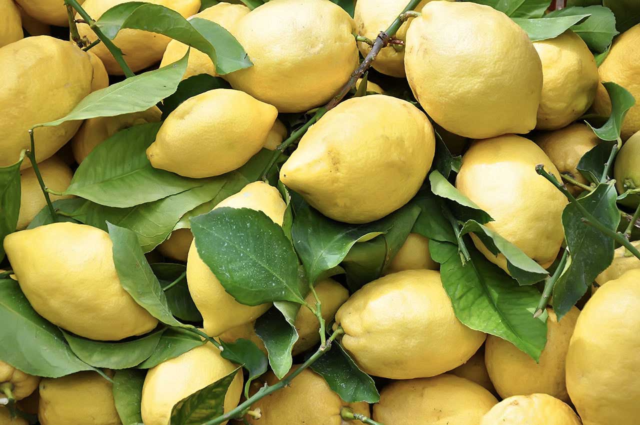 Il limone IGP della Costiera Amalfitana