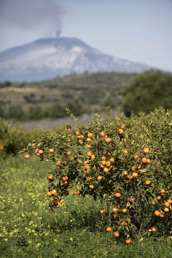 Albero di arance - Foto: Vincenzo Leonardi